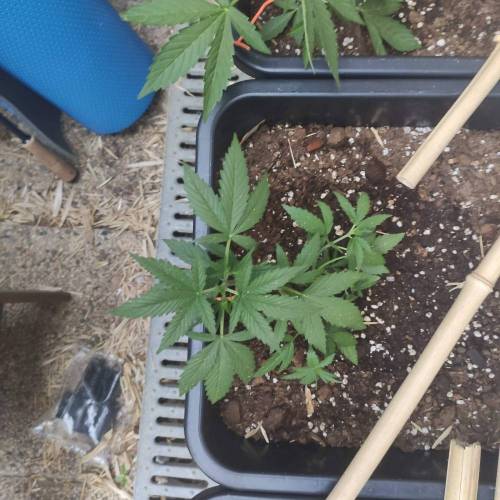 First Grow Outdoor. Week 4