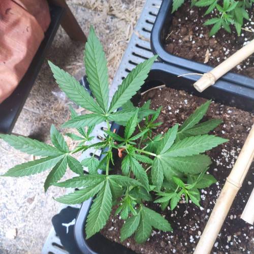 First Grow Outdoor. Week 4