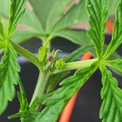 First Grow Outdoor. Week 4 - very heathly