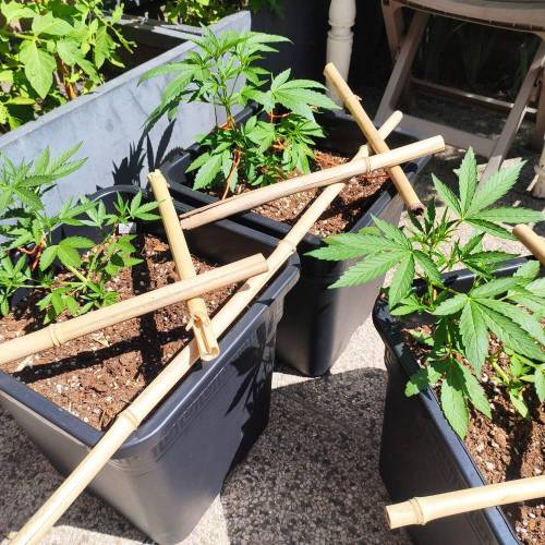 First Grow Outdoor. Week 4