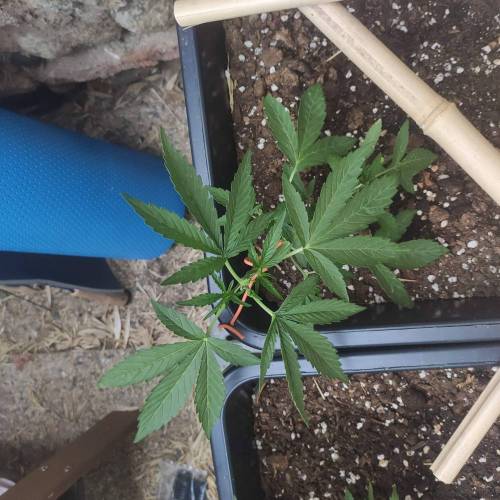 First Grow Outdoor. Week 4