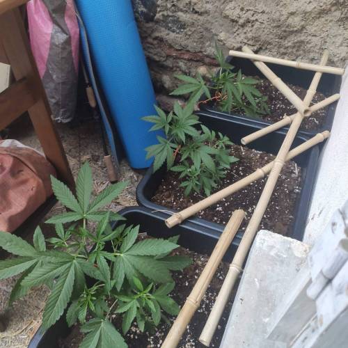 First Grow Outdoor. Week 4