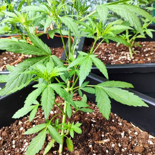 First Grow Outdoor. Week 4
