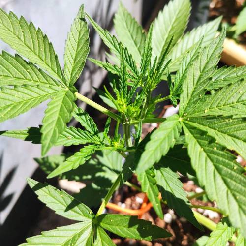 First Grow Outdoor. Week 4