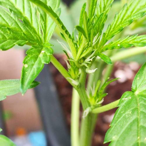 First Grow Outdoor. Week 4 - start flowring