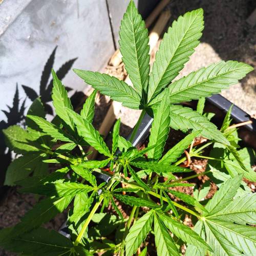 First Grow Outdoor. Week 4