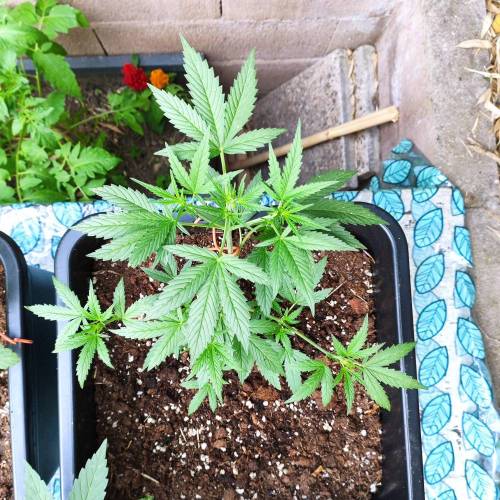 First Grow Outdoor. Week 4