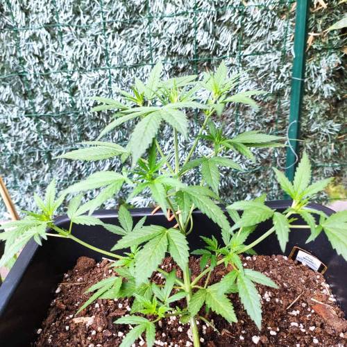 First Grow Outdoor. Week 4