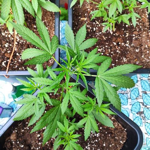 First Grow Outdoor. Week 4