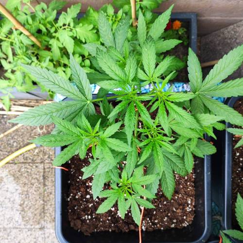 First Grow Outdoor. Week 4