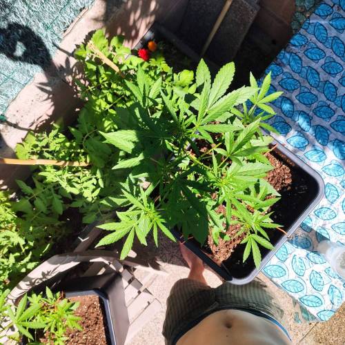 First Grow Outdoor. Week 5