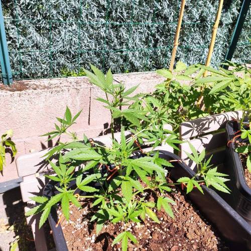 First Grow Outdoor. Week 5