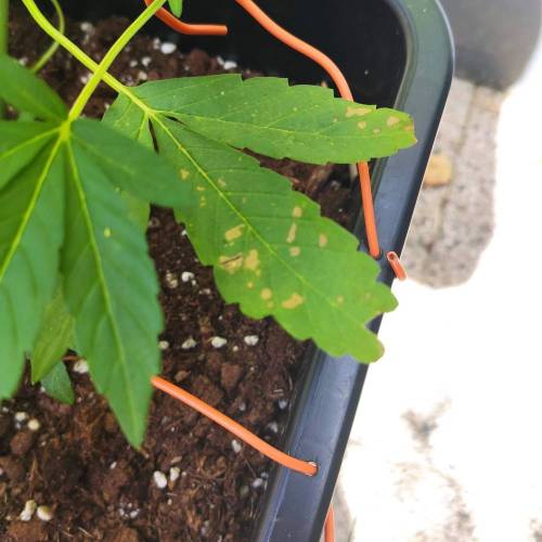 First Grow Outdoor. Week 5 - maybe i put so mutch water. I have undewater her