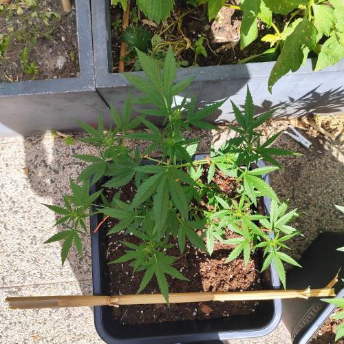 First Grow Outdoor. Week 5
