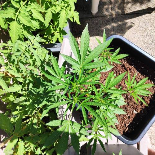 First Grow Outdoor. Week 5