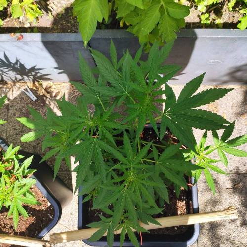 First Grow Outdoor. Week 5