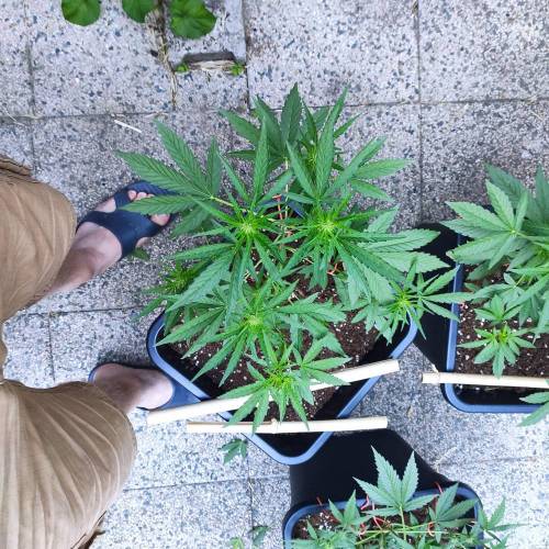 First Grow Outdoor. Week 5