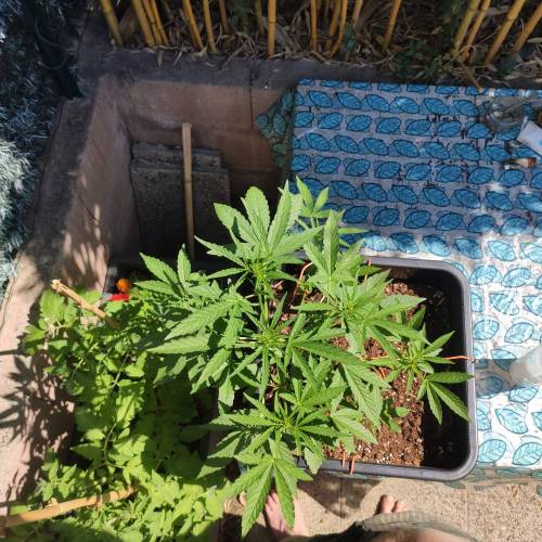 First Grow Outdoor. Week 5