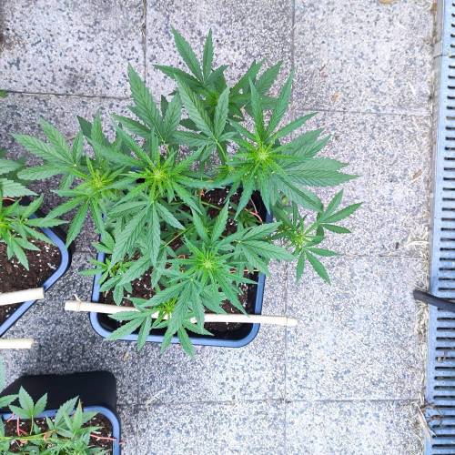 First Grow Outdoor. Week 5