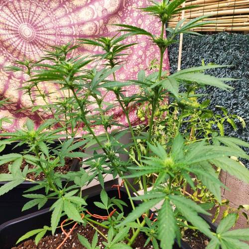 First Grow Outdoor. Week 5 - purple punch