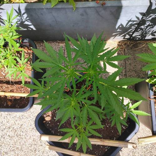 First Grow Outdoor. Week 5