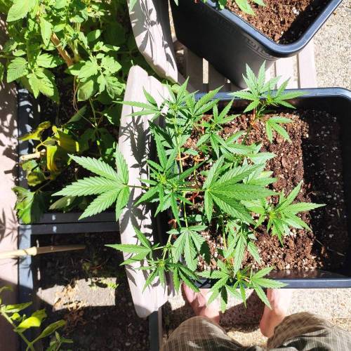First Grow Outdoor. Week 5