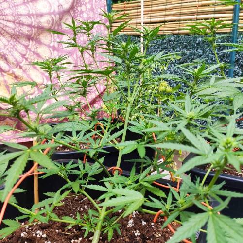 First Grow Outdoor. Week 5 - looking great glue gelato