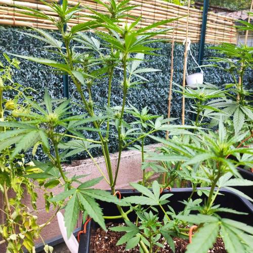 First Grow Outdoor. Week 5 - purple punch