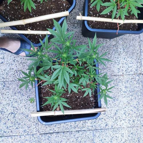 First Grow Outdoor. Week 5