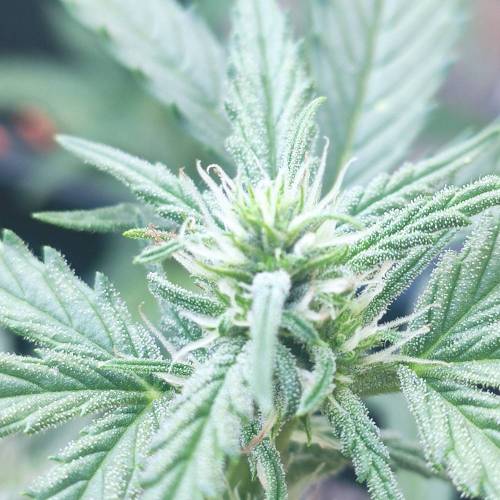 First Grow Outdoor. Week 6