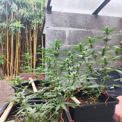First Grow Outdoor. Week 6