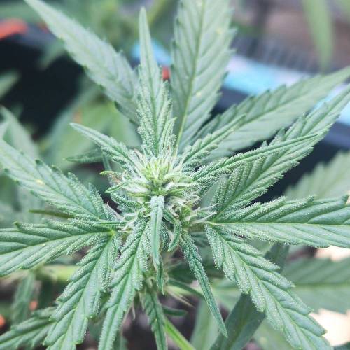 First Grow Outdoor. Week 6