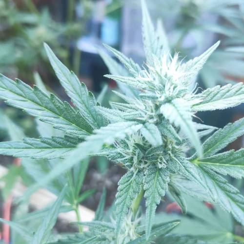First Grow Outdoor. Week 7