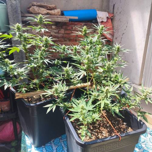 First Grow Outdoor. Week 7 - they look good
