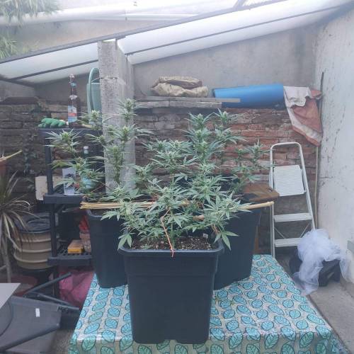 First Grow Outdoor. Week 7