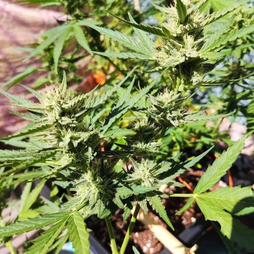 First Grow Outdoor. Week 7