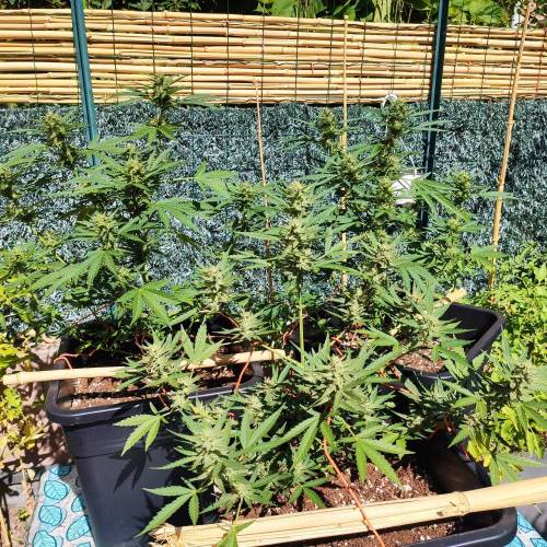 First Grow Outdoor. Week 7
