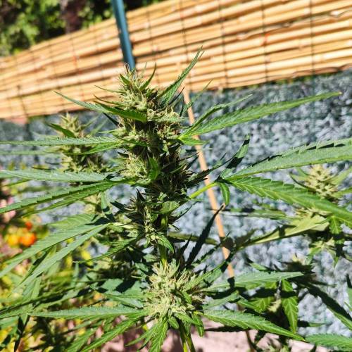 First Grow Outdoor. Week 7
