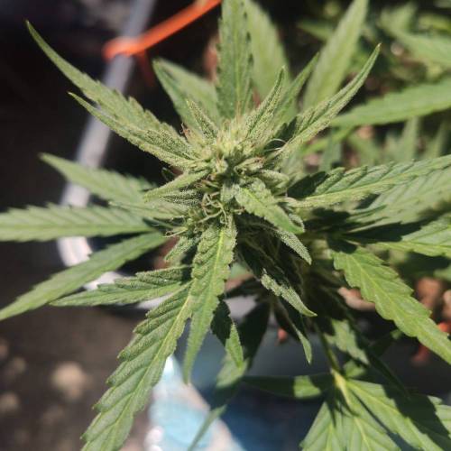 First Grow Outdoor. Week 7