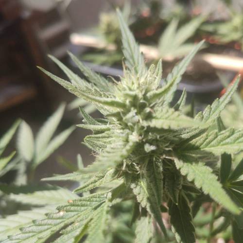 First Grow Outdoor. Week 7