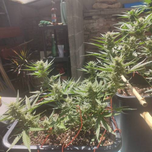 First Grow Outdoor. Week 7