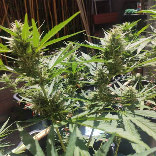 First Grow Outdoor. Week 7 - nice little bud