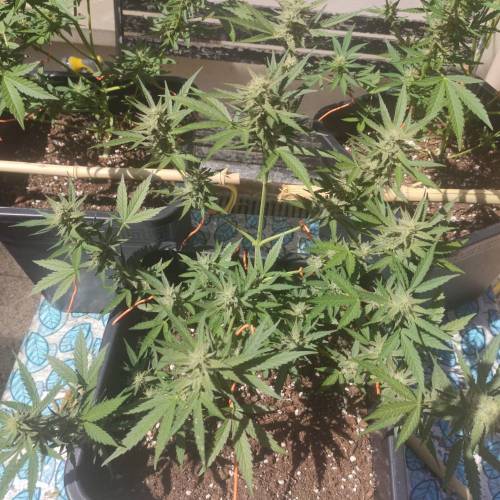 First Grow Outdoor. Week 7