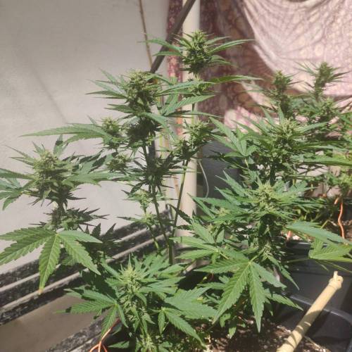 First Grow Outdoor. Week 7