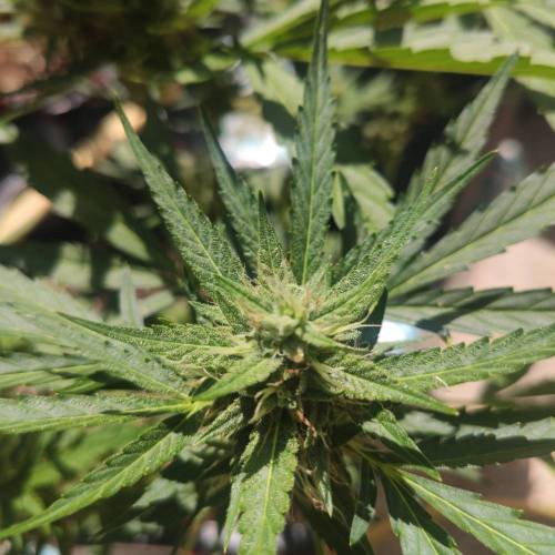 First Grow Outdoor. Week 7