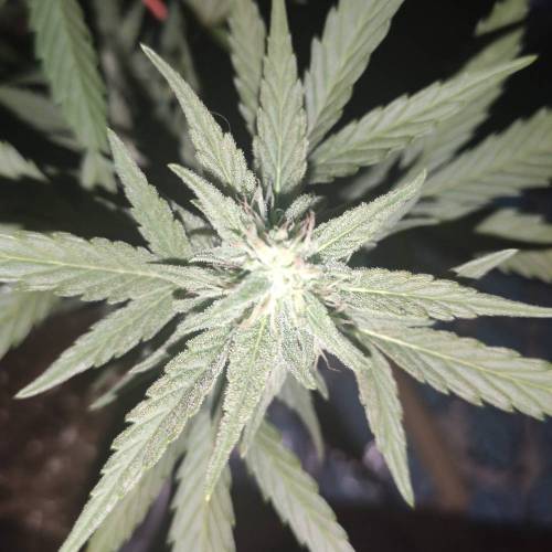First Grow Outdoor. Week 7