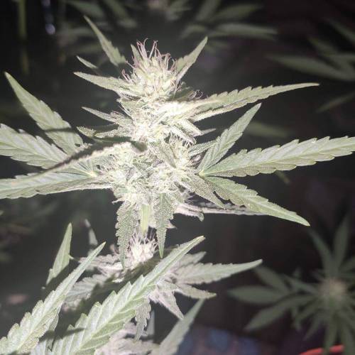 First Grow Outdoor. Week 7