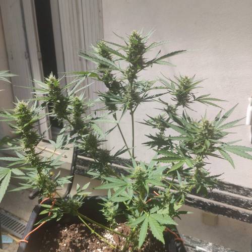 First Grow Outdoor. Week 7
