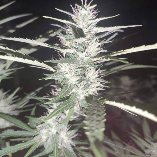 First Grow Outdoor. Week 7 - some night picture