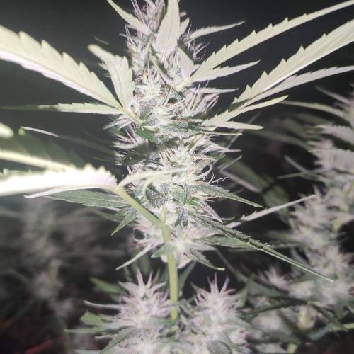 First Grow Outdoor. Week 7